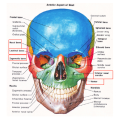 • Zygomatic Bones 
• Nasal Bones (Paired): 
     o Nasion: where nasal bones meet facial 
• Lacrimal Bones: 
     o Lacrimal Fossa: contains lacrimal sac 
• Vomer: 
     o Nasal Septum = perpendicular plate +vomer + ethmoid cartilage 
• ...