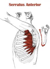 action- protracts and laterally rotates scapula  

origin- originates on ribs 1-9 at the side of chest 

insertion- inserts on the anterior surface of medial border of scapula and inferior angle