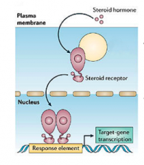 What happens when steroids bind to  intracellular receptors?