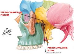La fosse ptérygo-palatine: on appelle ses côtés la fissure ptérygo-maxillaire. C'est également à cet endroit qu'on trouve le foramen sphéno-palatin.