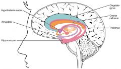 Limbic Cortex: located at medial edges of hemispheres 
Part of the telencephalon subdivision 

Consists of amygdala, hippocampus, cingulate gyrus 

Emotion formation, information processing, learning 
