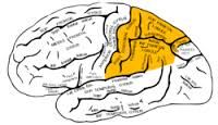 somatosensory cortex