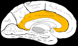encircles the corpus callosum 