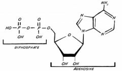 AKA Adenosine diphosphate