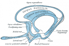 passes info between the septum and hippocampus 