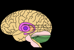 Telencephalon subdivision

lays beneath anterior portion of lateral ventricles

control of voluntary movements, procedural learning, emotion 

caudate nucleus 