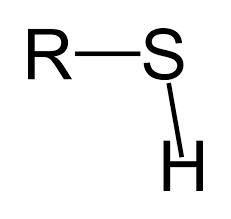 Sulfhydrl, thiol