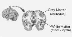 
beneath grey matter: consists of high concentration of myelenated axons
