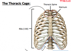 - thoracic segment of the spine
- sternum
- ribs										