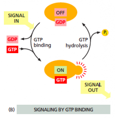 GTP binding or monomeric GTPase