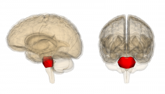 large bulge in brain stem

relay messages between cerebral cortex and the cerebellum

sleep, arousal 