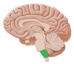 most caudal part of the brain stem 

vital to respiration and cardiovascular system 