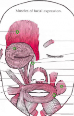 Name all these 5 muscles + the nerve that innervates them.