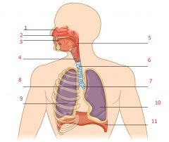 Label this diagram of the respiratory system: