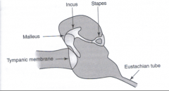 Tympanicmembrane (ear drum) 
Ossicles: 
Malleus 
Incus 
Stapes