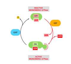 1. GTPase activating prtn (GAP)-mediates hydrolysis of GTP to GDP=INACTIVATES
 
2. guanine nucleotide exchange factor (GEF)-promotes xchange of GDP with GTP=ACTIVATES