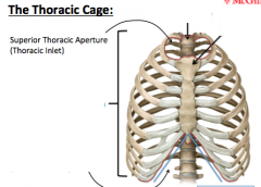 It  refers to the opening at the top of the thoracic cavity
