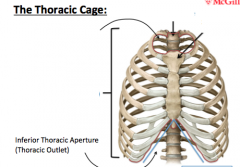 = the lower opening of the thoracic cavity whose edges are the lowest ribs