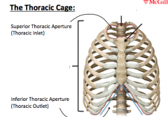 Thoracic outlet