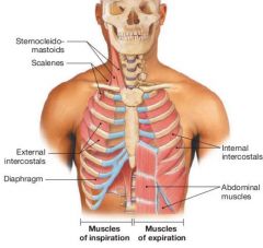 1. Internal Intercostals
2. Abdominal muscles