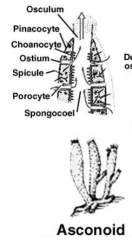 - Simplest sponges; body wall is not folded
- Water enters through the ostia into the spongeocol due to the beating of flagellated choanocytes
- Water is expelled through the osculum
Ex: Leucosolenia