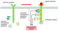 intracellular signaling proteins become activetes ONLY after binding to an activated receptor
 
RECEPTOR=Docking site