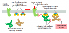activated receptors phosphorylate phophoinositides which then act as docking site for intracellular signalling proteins