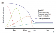 Maximum performance
- <2 seconds: Stored ATP
- 2-10 seconds: Creatinine Phosphate

Moderate performance
- 10 sec - 1 min: Anaerobic Metabolism

Low performance
- >1 minute: Aerobic Metabolism