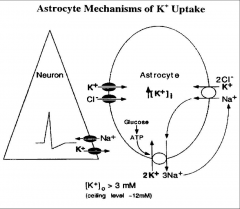 Astrocytes have many K+ channels and pick up the K+ ions that neurons release. There is also intra-astrocytic movement of K+ down its concentration gradient.