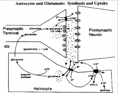 Glutamatergic neurons release glutamate into the synaptic space. The glutamate is picked up by astrocytes, converted to glutamine, and given back to the presynaptic bouton.
