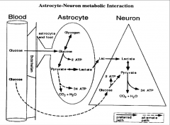 Most transfer of glucose from blood to CNS happens through astrocytes (they virtually envelop all of endothelial cells).