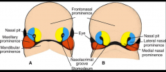 Frontonasal prominence, lateral nasal prominence, medial nasal prominence, maxillary prominence, mandibular prominence