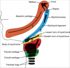 Meckel's cartilage, malleus, incus