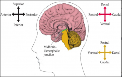 Between the diencephalon and the midbrain.