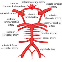 Anterior cerebral aa, anterior communicating, internal jugular aa, posterior communicating aa, posterior cerebral aa