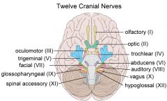 Trochlear nerve. Superior oblique muscle; causes the eye to move downward and to rotate inward (depression and intorsion)