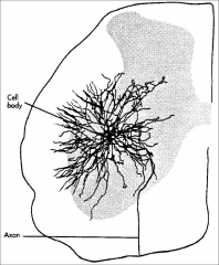 The area where one nerve can communicate/synapse with another nerve is not just localized to the soma (axosomatic). It can be anywhere throughout the postsynaptic nerve's dendritic spread which may branch extensively throughout gray matter and even some w