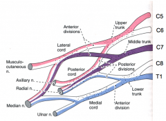 C8, T1 via the median/ulnar nerves