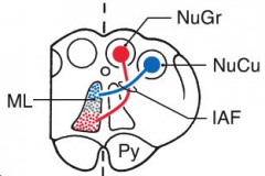 In the posterior column, FGr is medial and FCu is lateral. After synapsing with their respective nuclei, Gr moves ventrally and Cu moves dorsally via the interarcuate fibers.