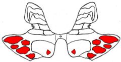 Lamina IX are "islands" within the ventral horn. There is somatotopic organization within the lamina IX islands in which axial innervation is medial and limb innervation is lateral.