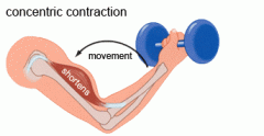 Sarcomeres get shorter as you contract because the force of muscle contraction is greater than the opposing load.
