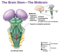 Literally, the "roof" of the midbrain. Located in the dorsal mesencephalon (midbrain)-- it consists of superior and inferior colliculi (i.e. or the nuclei residing within these "bumps").