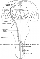 Upper limb (lateral cortex). The upper limb ends up medial in the lateral tract and the lower limb is lateral.