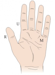 Radial: abducts thumb (plane of palm)
Ulnar: adducts thumb (plane of palm)
Median: opposes thumb, and abducts thumb (perp. to plane of palm)