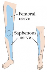 Motor: Leg flexion at the hip, leg extension at the knee
