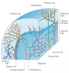 Golgi cells and granule cells