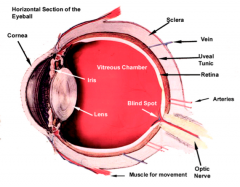 Outer "housing", principally collagenous. Route by which blood vessels get in/out and form choroid. Cornea is the chief refractory structure (60-70%). External ocular muscles attach to this tunic. 
See 3rd side...