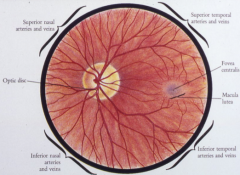 aka (optic papilla)
-disc diameter – 1.5 mm
-nasal half – thicker and pinker
-temporal half – lighter and sharper
-physiologic cup – < 30-40% disc diameter
-cup/disc ratio – 3-4/10

Retinal Vessels
veins – slightly larger than arteries and may pul