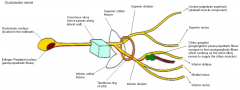 Oculomotor nerve. Motor.
Fxn: Eye movement (SR, IR, MR, IO), pupillary constriction (PS: E-W nucleus, muscarinic-R), accommodation, eyelid opening (levator palpebrae).