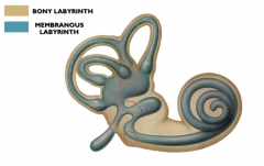 Bony labyrinth is a set of channels and spaces in BONE.
Membranous labyrinth is "suspended" in it, and contains sensory structures.